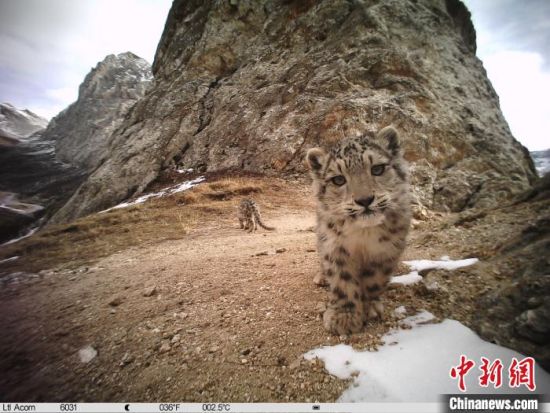 图为2021年红外相机捕捉到的雪豹影像。　(青海省林业和草原局供图)
