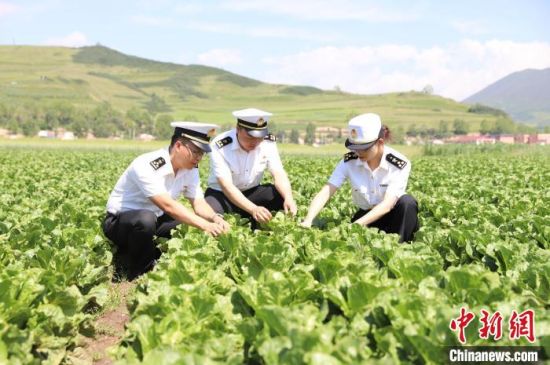 图为西宁海关工作人员对出口蔬菜进行检查。 西宁海关 供图 图为西宁海关工作人员对出口蔬菜进行检查。 西宁海关 供图