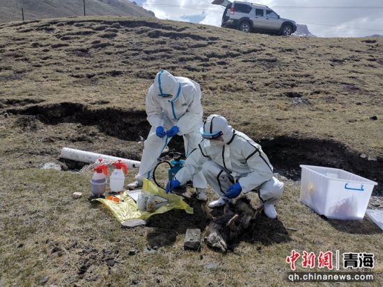 图为开展鼠疫监测工作。何君供图 图为开展鼠疫监测工作。何君供图