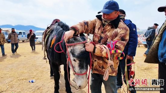 图为参赛马匹做赛前准备。海晏城投供图