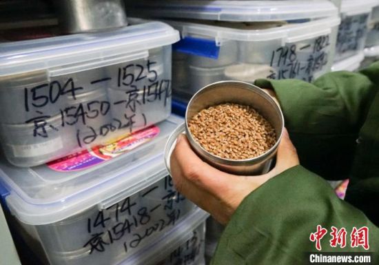 图为4月2日拍摄的青海省作物种质中期库内的作物种子。马铭言 摄 图为4月2日拍摄的青海省作物种质中期库内的作物种子。马铭言 摄