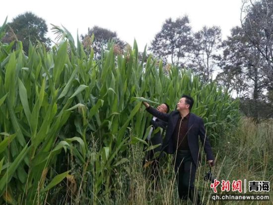 图为建行青海省分行扶贫工作队队员查看玉米长势。 建行青海省分行供图 图为建行青海省分行扶贫工作队队员查看玉米长势。 建行青海省分行供图