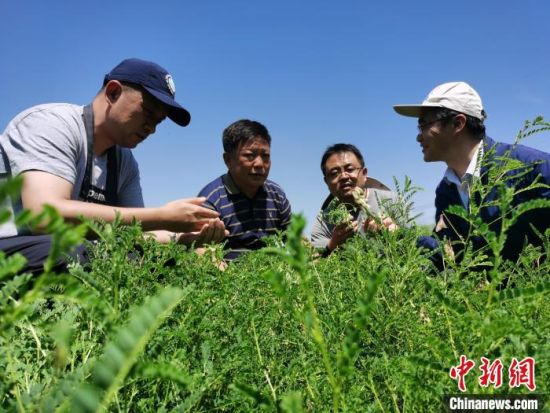 2022年7月28日,青海科研人员查看黄芪长势。张添福摄 2022年7月28日,青海科研人员查看黄芪长势。张添福摄