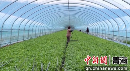 图为种植现场。大通县委宣传部 供图 图为种植现场。大通县委宣传部 供图