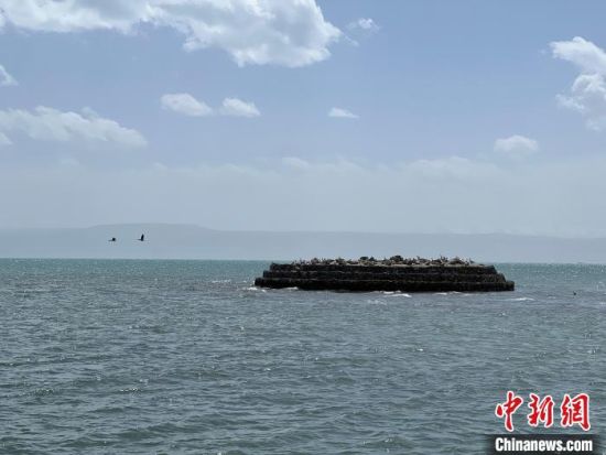 2023年5月拍摄的青海湖鸟岛一角。(资料图)中新社记者 李江宁 摄 2023年5月拍摄的青海湖鸟岛一角。(资料图)中新社记者 李江宁 摄