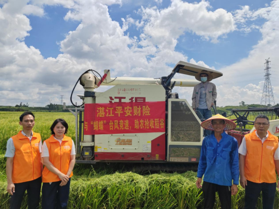 平安产险湛江员工助力农户抢收水稻制种。
