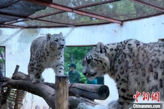 图为西宁野生动物园内人工繁育的雪豹“姐妹花”“水墨”和“油画”。李江宁摄 图为西宁野生动物园内人工繁育的雪豹“姐妹花”“水墨”和“油画”。李江宁摄