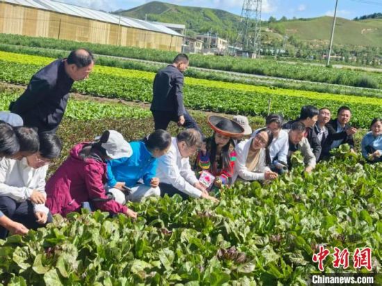 图为专家团队观摩高原冷凉蔬菜种植示范基地。青海大学农林科学院供图
