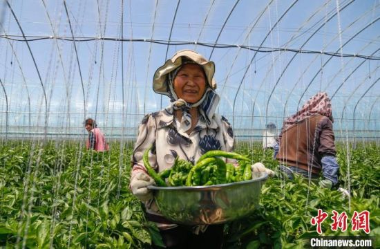 6月16日，农户在青海省西宁市湟中区国家现代农业产业园内采摘要出口的冷凉蔬菜之一辣椒(资料图)。马铭言 摄
