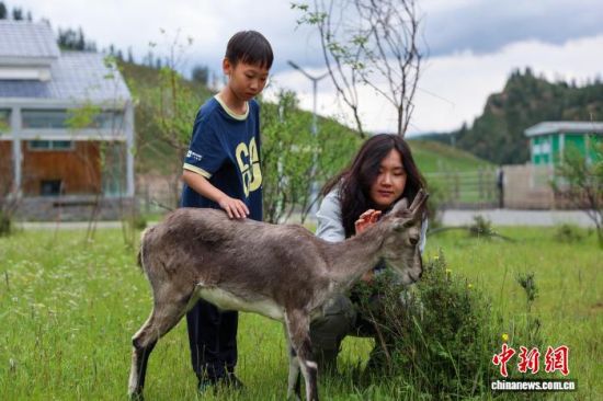 7月17日，游客在祁连山国家公园野生动物救助站内与岩羊互动。薛蒂 摄