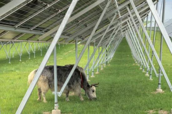 扎苏和光伏牛。