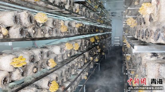 图为仓内一排排菌包整齐排列。俞惠珍供图