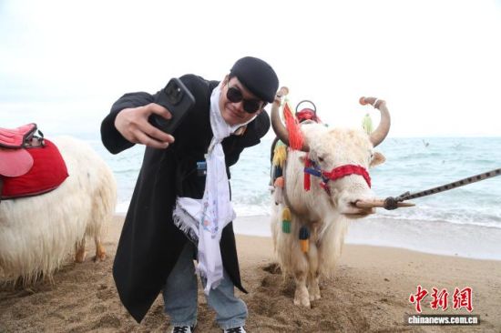 图为柬埔寨歌手chhin　eychinh在青海湖边与牦牛合影。张忠苹 摄