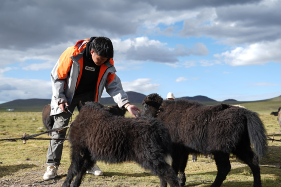 图为巴登求扎团队工作人员查看牧区牦牛情况。何欣然摄