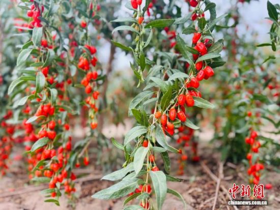 图为格尔木种植的柴达木枸杞迎来丰收。孙睿 摄 图为格尔木种植的柴达木枸杞迎来丰收。孙睿 摄