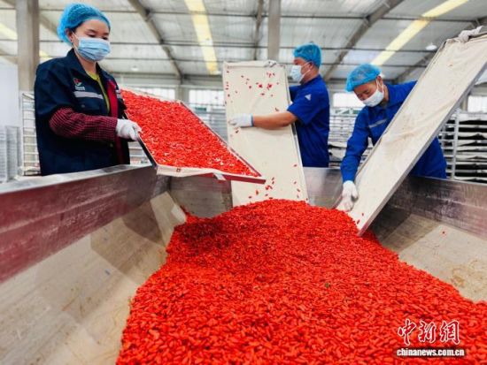图为青海省格尔木农垦集团枸杞生产线,工人们正在收集采用锁鲜工艺烘干的枸杞。孙睿 摄 图为青海省格尔木农垦集团枸杞生产线,工人们正在收集采用锁鲜工艺烘干的枸杞。孙睿 摄