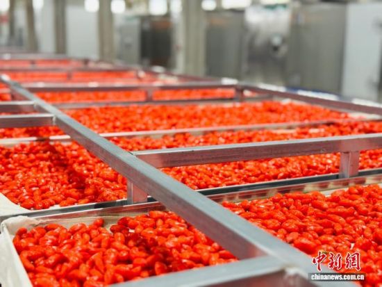 图为新鲜柴达木枸杞。孙睿 摄 图为新鲜柴达木枸杞。孙睿 摄