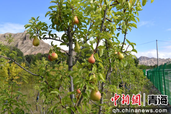 图为淤塞河道已疏通,岸边杂草换成错落灌木、果林与生态乔木。青海省生态环境厅 供图 图为淤塞河道已疏通,岸边杂草换成错落灌木、果林与生态乔木。青海省生态环境厅 供图