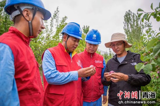 图为国网青海黄化供电公司工作人员在青海省黄南藏族自治州尖扎县昂拉乡拉毛村向当地村民了解西梅长势。王成泓 摄 图为国网青海黄化供电公司工作人员在青海省黄南藏族自治州尖扎县昂拉乡拉毛村向当地村民了解西梅长势。王成泓 摄