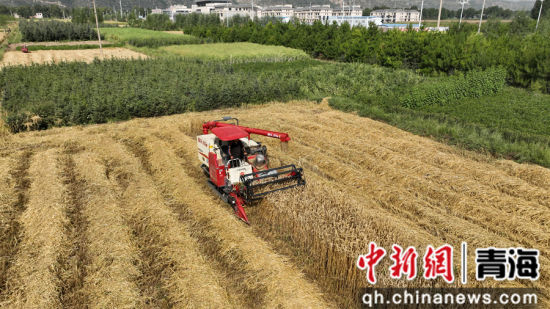 图为大通回族土族自治县内,小麦进入收割季。国网青海电力供图 图为大通回族土族自治县内,小麦进入收割季。国网青海电力供图