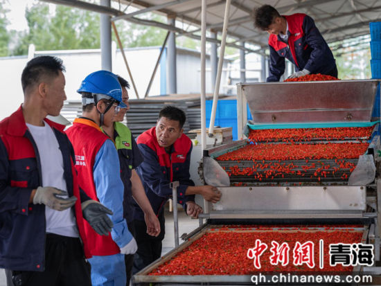 图为海西州境内,刚采摘下来的枸杞在现代化车间进行清洗、杀菌、色选、烘干处理。国网青海电力供图 图为海西州境内,刚采摘下来的枸杞在现代化车间进行清洗、杀菌、色选、烘干处理。国网青海电力供图