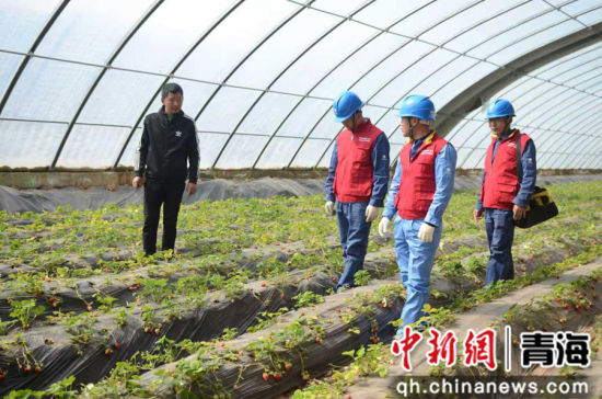 图为电力工作人员在海东市民和县的温棚中检查智能温控、水肥一体化系统等智慧设备。国网青海电力供图 图为电力工作人员在海东市民和县的温棚中检查智能温控、水肥一体化系统等智慧设备。国网青海电力供图