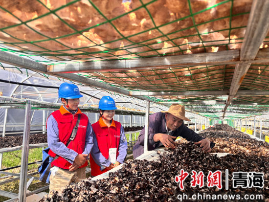 图为电力工作人员在果洛班玛县高原菌类种植示范基地检查用电设备。国网青海电力供图 图为电力工作人员在果洛班玛县高原菌类种植示范基地检查用电设备。国网青海电力供图