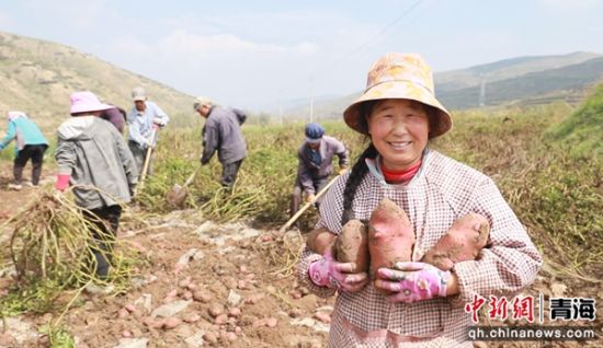 图为收获现场。乐都区委宣传部 供图 图为收获现场。乐都区委宣传部 供图