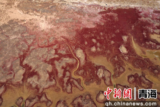 图为航拍青海都兰湖国家湿地公园内盐生植物盐爪爪被秋意浸透,通体染上浓烈的赤红,色彩鲜艳,美景如画。 张忠苹 摄 图为航拍青海都兰湖国家湿地公园内盐生植物盐爪爪被秋意浸透,通体染上浓烈的赤红,色彩鲜艳,美景如画。 张忠苹 摄