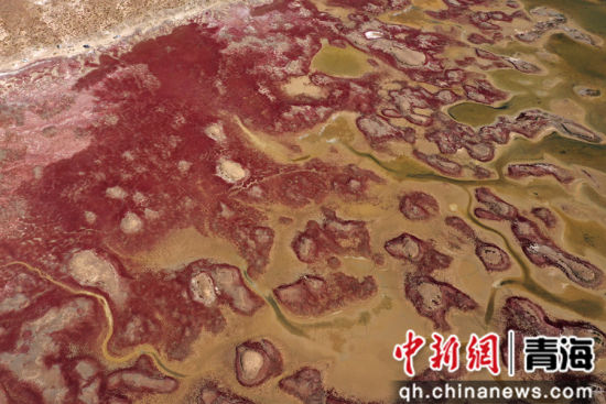 图为航拍青海都兰湖国家湿地公园内盐生植物盐爪爪被秋意浸透,通体染上浓烈的赤红,色彩鲜艳,美景如画。 张忠苹 摄 图为航拍青海都兰湖国家湿地公园内盐生植物盐爪爪被秋意浸透,通体染上浓烈的赤红,色彩鲜艳,美景如画。 张忠苹 摄