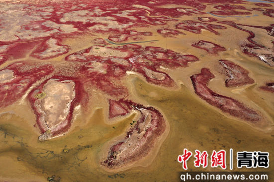 图为航拍青海都兰湖国家湿地公园内盐生植物盐爪爪被秋意浸透,通体染上浓烈的赤红,色彩鲜艳,美景如画。 张忠苹 摄 图为航拍青海都兰湖国家湿地公园内盐生植物盐爪爪被秋意浸透,通体染上浓烈的赤红,色彩鲜艳,美景如画。 张忠苹 摄