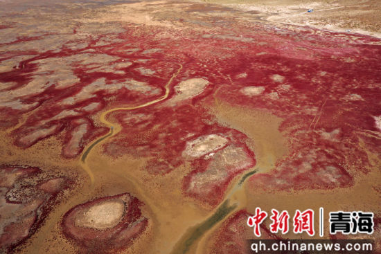 图为航拍青海都兰湖国家湿地公园内盐生植物盐爪爪被秋意浸透,通体染上浓烈的赤红,色彩鲜艳,美景如画。 张忠苹 摄 图为航拍青海都兰湖国家湿地公园内盐生植物盐爪爪被秋意浸透,通体染上浓烈的赤红,色彩鲜艳,美景如画。 张忠苹 摄