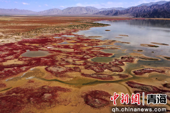 图为航拍青海都兰湖国家湿地公园内盐生植物盐爪爪被秋意浸透,通体染上浓烈的赤红,色彩鲜艳,美景如画。 张忠苹 摄 图为航拍青海都兰湖国家湿地公园内盐生植物盐爪爪被秋意浸透,通体染上浓烈的赤红,色彩鲜艳,美景如画。 张忠苹 摄