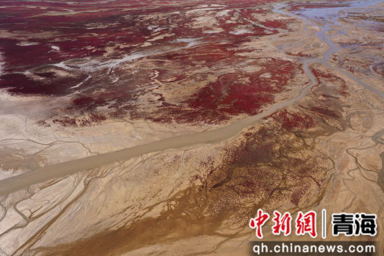 图为航拍青海都兰湖国家湿地公园内盐生植物盐爪爪被秋意浸透,通体染上浓烈的赤红,色彩鲜艳,美景如画。 张忠苹 摄 图为航拍青海都兰湖国家湿地公园内盐生植物盐爪爪被秋意浸透,通体染上浓烈的赤红,色彩鲜艳,美景如画。 张忠苹 摄