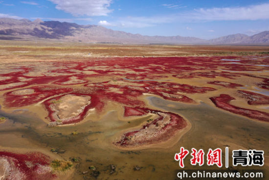 图为航拍青海都兰湖国家湿地公园内盐生植物盐爪爪被秋意浸透,通体染上浓烈的赤红,色彩鲜艳,美景如画。 张忠苹 摄 图为航拍青海都兰湖国家湿地公园内盐生植物盐爪爪被秋意浸透,通体染上浓烈的赤红,色彩鲜艳,美景如画。 张忠苹 摄