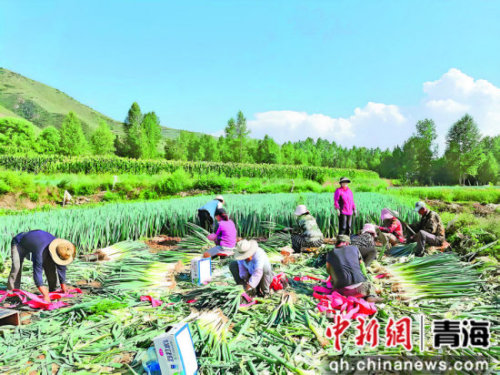 图为乐都区寿乐镇薛青村大葱种植产业。海东市委宣传部供图