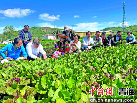 图为互助县南门峡镇尕寺加村的冷凉蔬菜种植基地。海东市委宣传部
