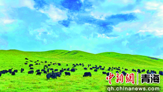 循化撒拉族自治县岗察藏族乡岗察村的高原牦牛养殖。海东市委宣传部供图