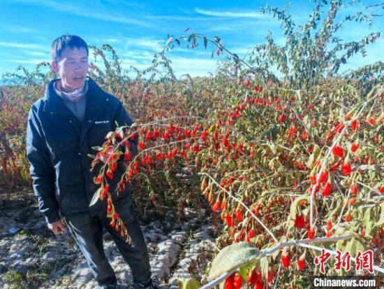 图为安尕一么向记者介绍今年枸杞种植情况。李隽 摄 图为安尕一么向记者介绍今年枸杞种植情况。李隽 摄