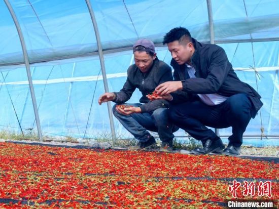 图为邮储银行工作人员与种植户查看枸杞晾晒情况。 李隽 摄 图为邮储银行工作人员与种植户查看枸杞晾晒情况。 李隽 摄