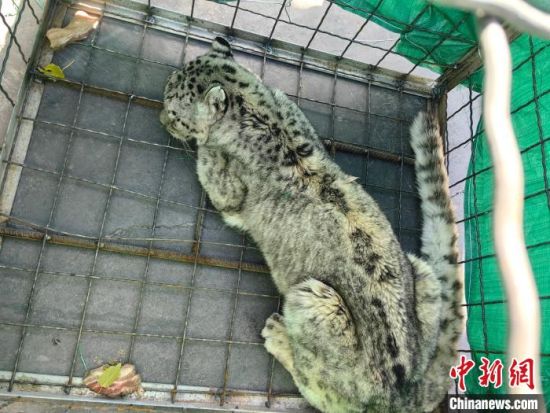 图为雪豹在犬舍里。 大柴旦行委公安局 供图 图为雪豹在犬舍里。 大柴旦行委公安局 供图