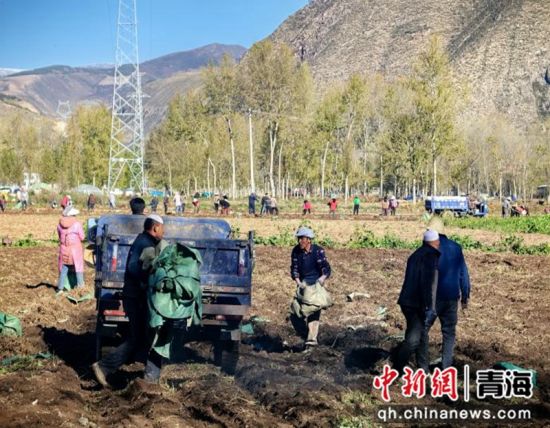 图为采收现场。大通县委宣传部 供图 图为采收现场。大通县委宣传部 供图