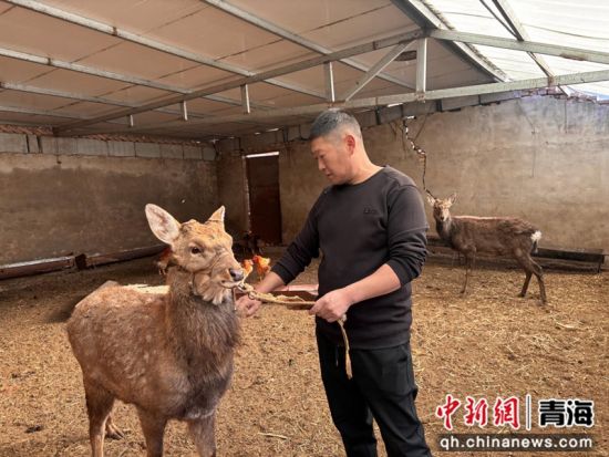 图为养殖梅花鹿。乐都区委宣传部 供图 图为养殖梅花鹿。乐都区委宣传部 供图